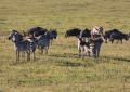 Ngorongoro-0301