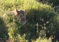 Ngorongoro-0309