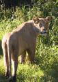 Ngorongoro-0328