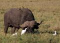 Ngorongoro-0366