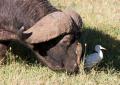 Ngorongoro-0404