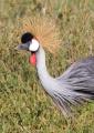 Ngorongoro-0462