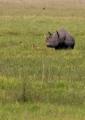 Ngorongoro-0494