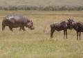 Ngorongoro-0842