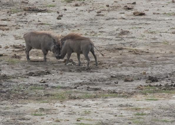 Arusha-6646.jpg - Warthogs