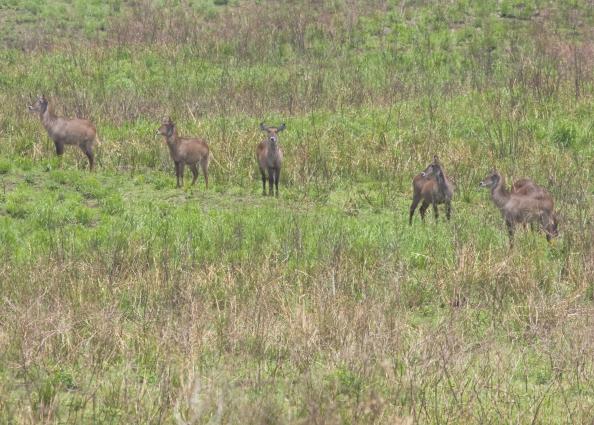 Arusha-6723.jpg - Waterbuck