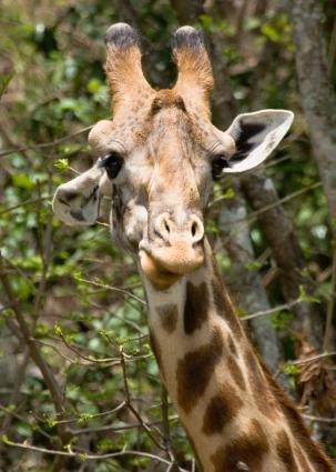 Arusha-6766.jpg - He posed