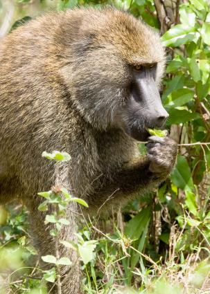 Arusha-6890.jpg - Baboon