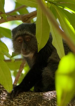 Mamyara-3838.jpg - Vervet Monkey