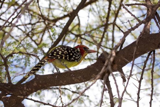 Mamyara-3967.jpg - Red and Yellow Barbet