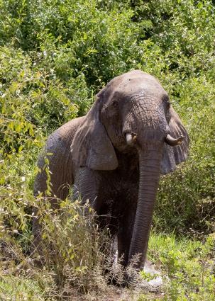 Mamyara-4154.jpg - Elephants bathing in the mud