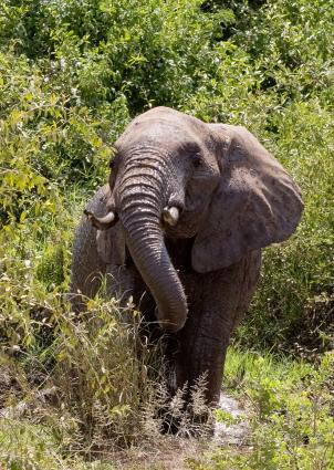 Mamyara-4158.jpg - Elephants bathing in the mud