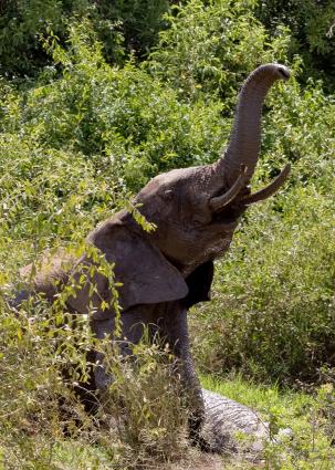 Mamyara-4166.jpg - Elephants bathing in the mud