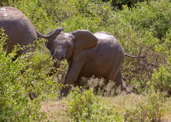 Mamyara-4213.jpg - Elephants bathing in the mud