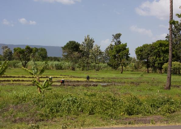 Mamyara-4251.jpg - Farm along the main highway