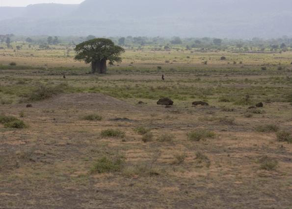 Mamyara-4271.jpg - Baobab tree