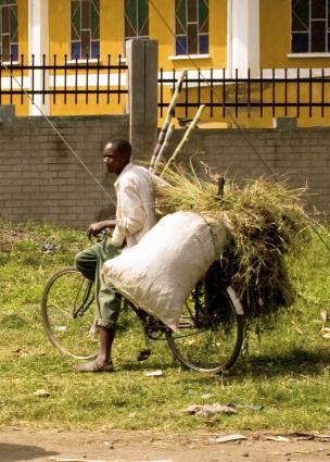 Zanzibar-4742.jpg - grass must be brought to cows kept in the city