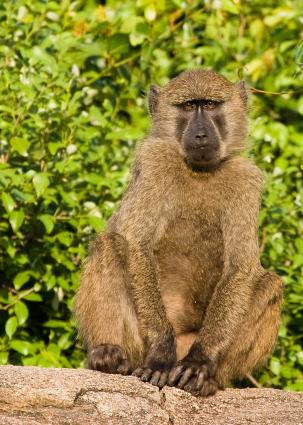 Serengeti-7694.jpg - Papa Baboons at camp