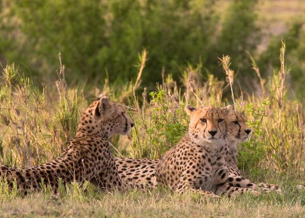 Serengeti-0008.jpg - the cubs are looking around for dinner