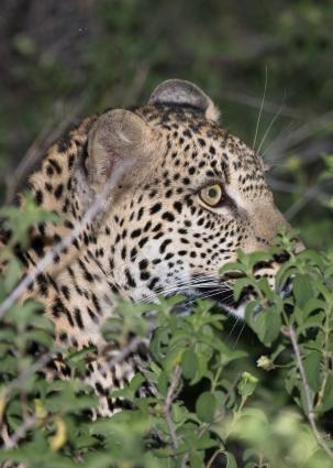 Serengeti-0056.jpg - Leopard on the ground in early evening