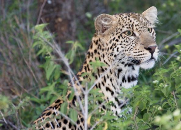 Serengeti-0061.jpg - Leopard on the ground in early evening(pose #2)