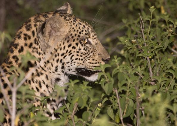 Serengeti-0064.jpg - Leopard on the ground in early evening(pose #4)