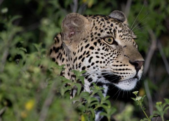 Serengeti-0068.jpg - Leopard on the ground in early evening(pose #3)