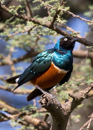 Serengeti-0115.jpg - Suberb Starling