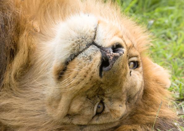 Serengeti-8913.jpg - Big Daddy sleeping off dinner