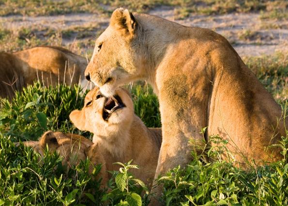 Serengeti-9177.jpg - a little tesste in the morning....