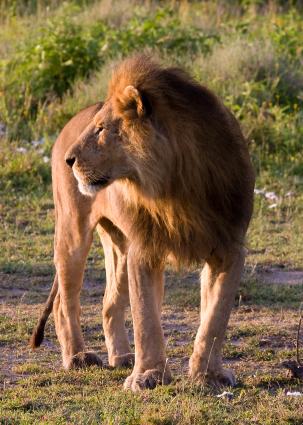 Serengeti-9208.jpg - Looking for morning coffee....