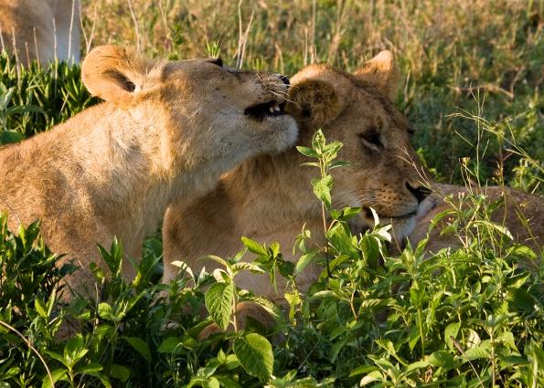 Serengeti-9213.jpg - wake up....