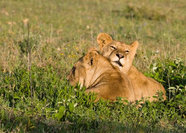 Serengeti-9235.jpg - I'm still sleepy....