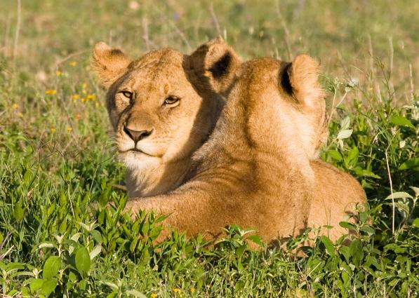 Serengeti-9238.jpg - morning for the Girls...