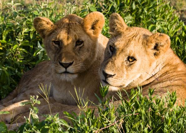 Serengeti-9241.jpg - nice pose