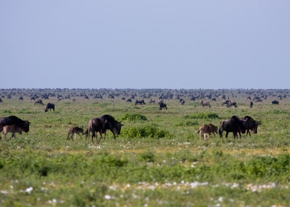 Serengeti-9292.jpg - the Serengeti, animals as far as you can see (have to see to believe)