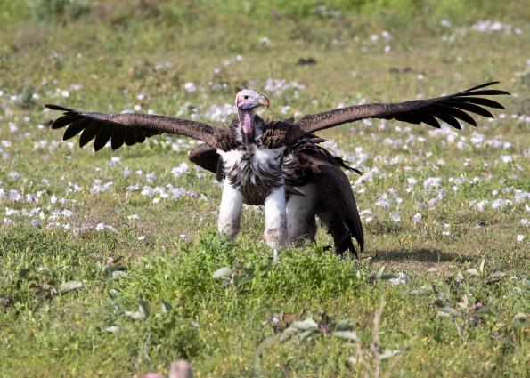 Serengeti-9361.jpg - Vulture who just arrive for breakfast, BUT is there any left