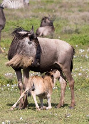 Serengeti-9408.jpg - young Wildbeest calf
