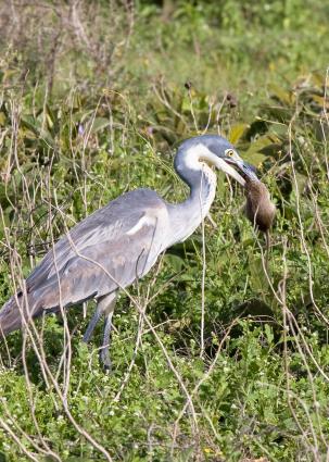 Serengeti-9428.jpg