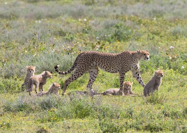 Serengeti-9485.jpg - Mom and the kids are hunting for breakfast