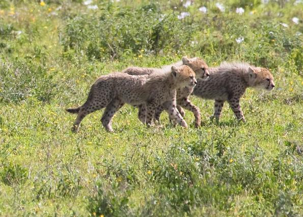 Serengeti-9489.jpg - three baby hunters, right.....