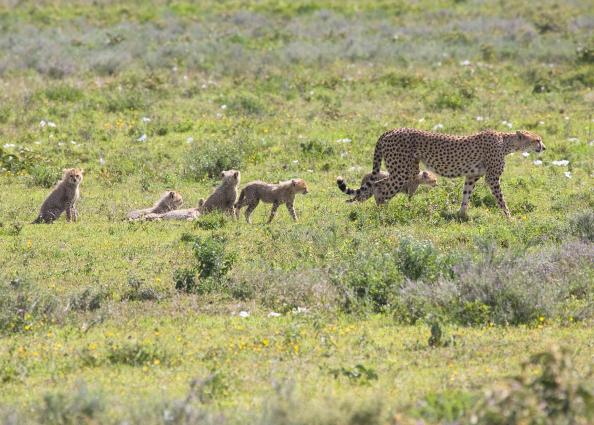 Serengeti-9491.jpg - come on kids...