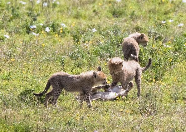 Serengeti-9498.jpg - quite playing we are looking for breakfast...