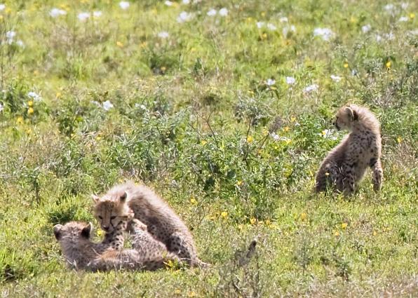 Serengeti-9499.jpg - but...kids will play....