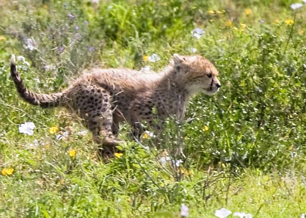 Serengeti-9517.jpg - and they can run....