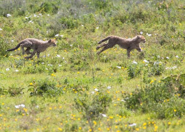 Serengeti-9518.jpg - and chase each other.........