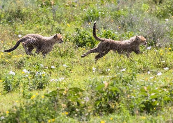 Serengeti-9519.jpg - still chasing......