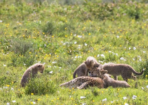 Serengeti-9553.jpg - Lets all gang up on Mom....