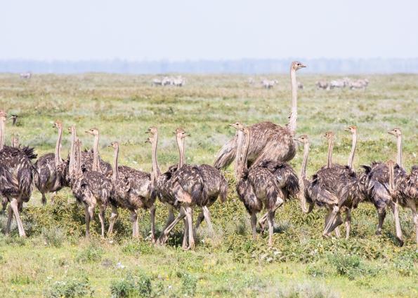 Serengeti-9578.jpg - didn't even know there was ostridge in Africa....