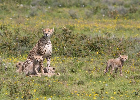 Serengeti-9608.jpg - Mom and the hungry kids(pose #5)